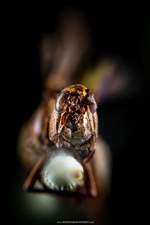 Entomophaga grylli Befall