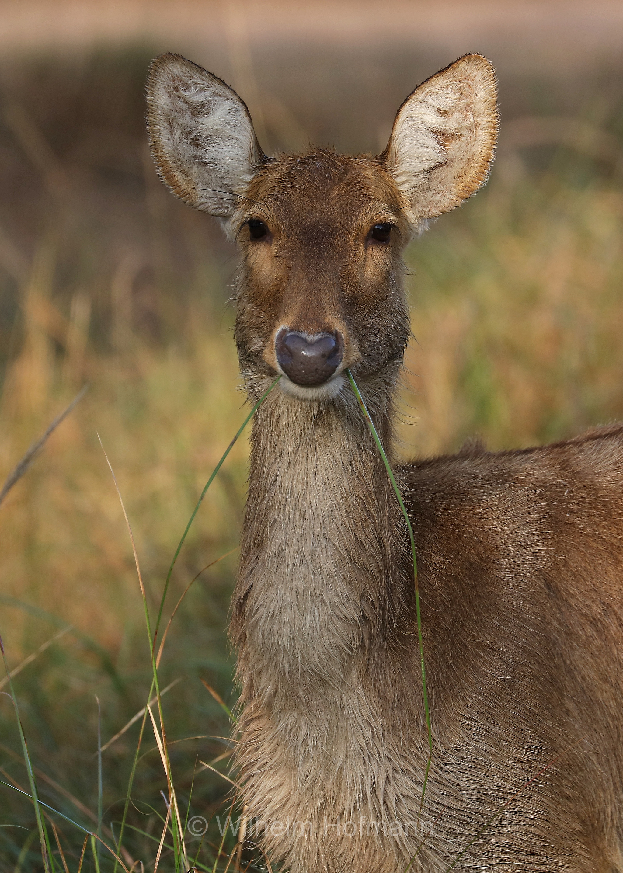 barasingha, barasinghe, swamp deer, Tiefland-Barasingha, Nordindischer Barasingha, barasinga, Rucervus duvaucelii, Kanha National Park, Kanha-Nationalpark, parco nazionale di Kanha, Madhya Pradesh, India, Indien