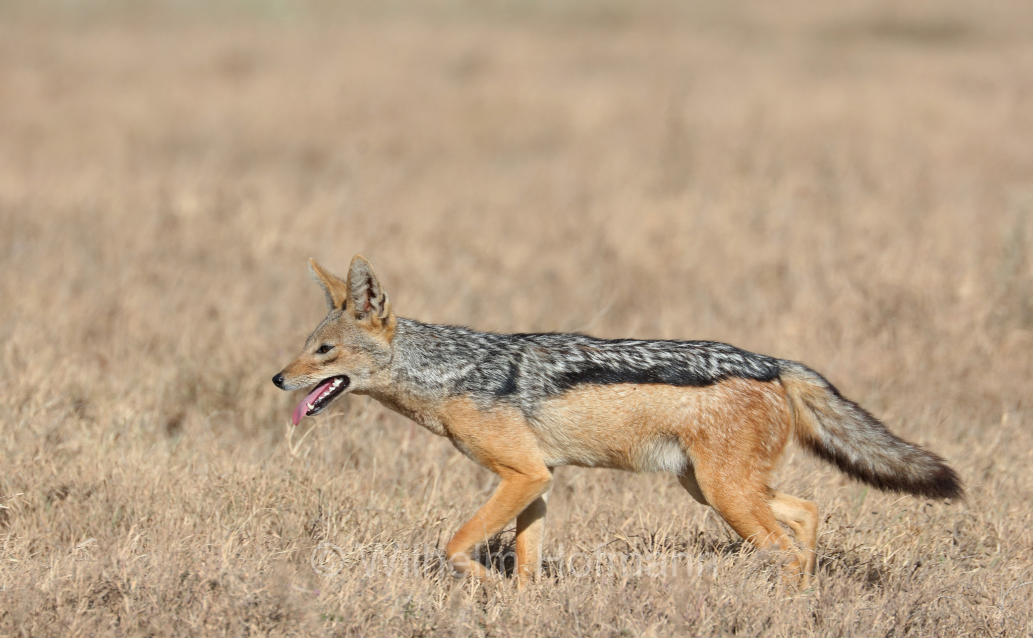 Lupulella mesomelas, black-backed jackal, Schabrackenschakal, sciacallo dalla gualdrappa, sciacallo dal dorso argentato, area di conservazione di Ngorongoro, Ngorongoro Conservation Area, Ngorongoro Krater, Tanzania, Tansania