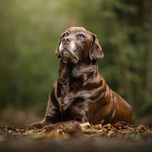 Hondenfotografie Beverwijk