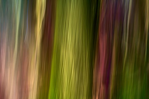 Fotostacking, boomschros, details