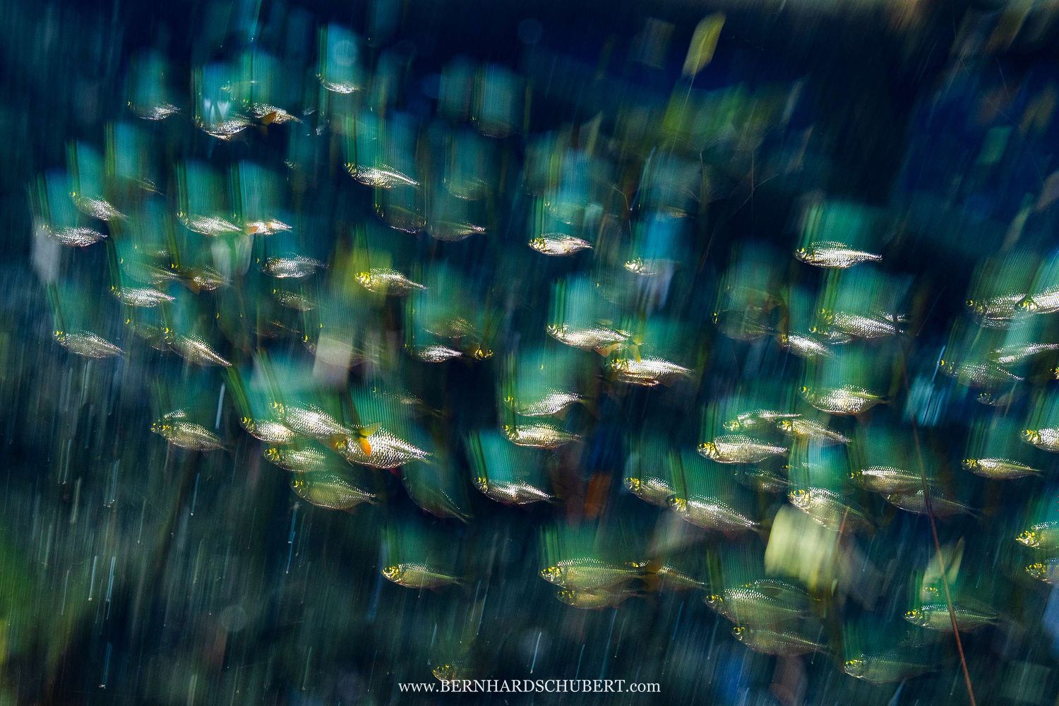 Fish impression