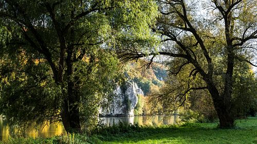 Silberweiden an der Donau bei Kelheim