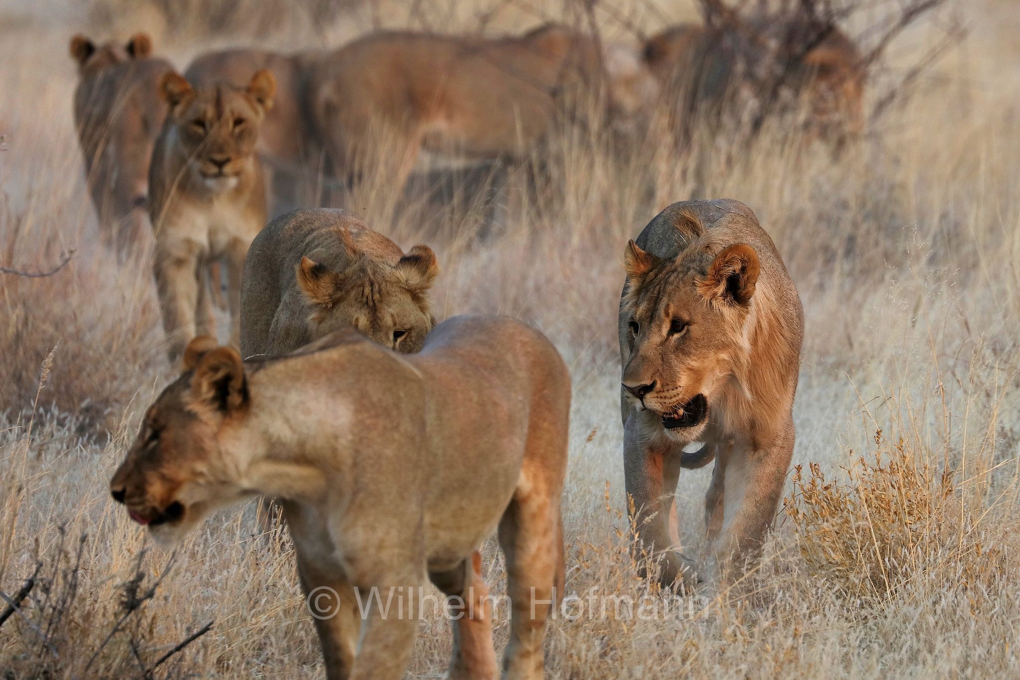Lion, Löwe, leone, panthera leo melanochaita, Etosha-Nationalpark, Etosha National Park, parco nazionale d'Etosha, Namibia