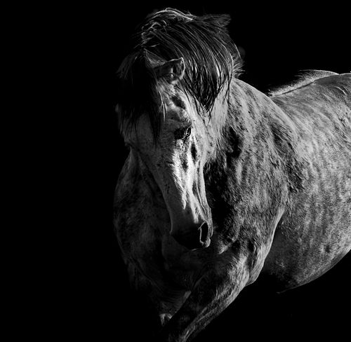 Stallion Wars: The Victory Strut