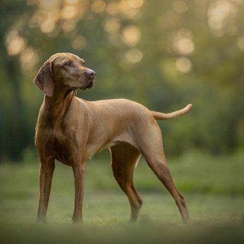 Een fotoshoot met je huisdier én je vrienden!