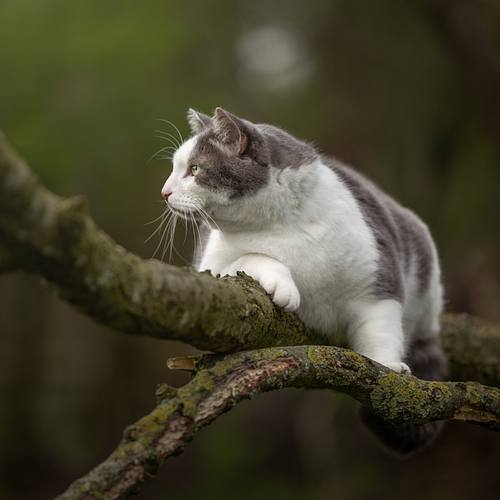 KATTEN/KITTENS