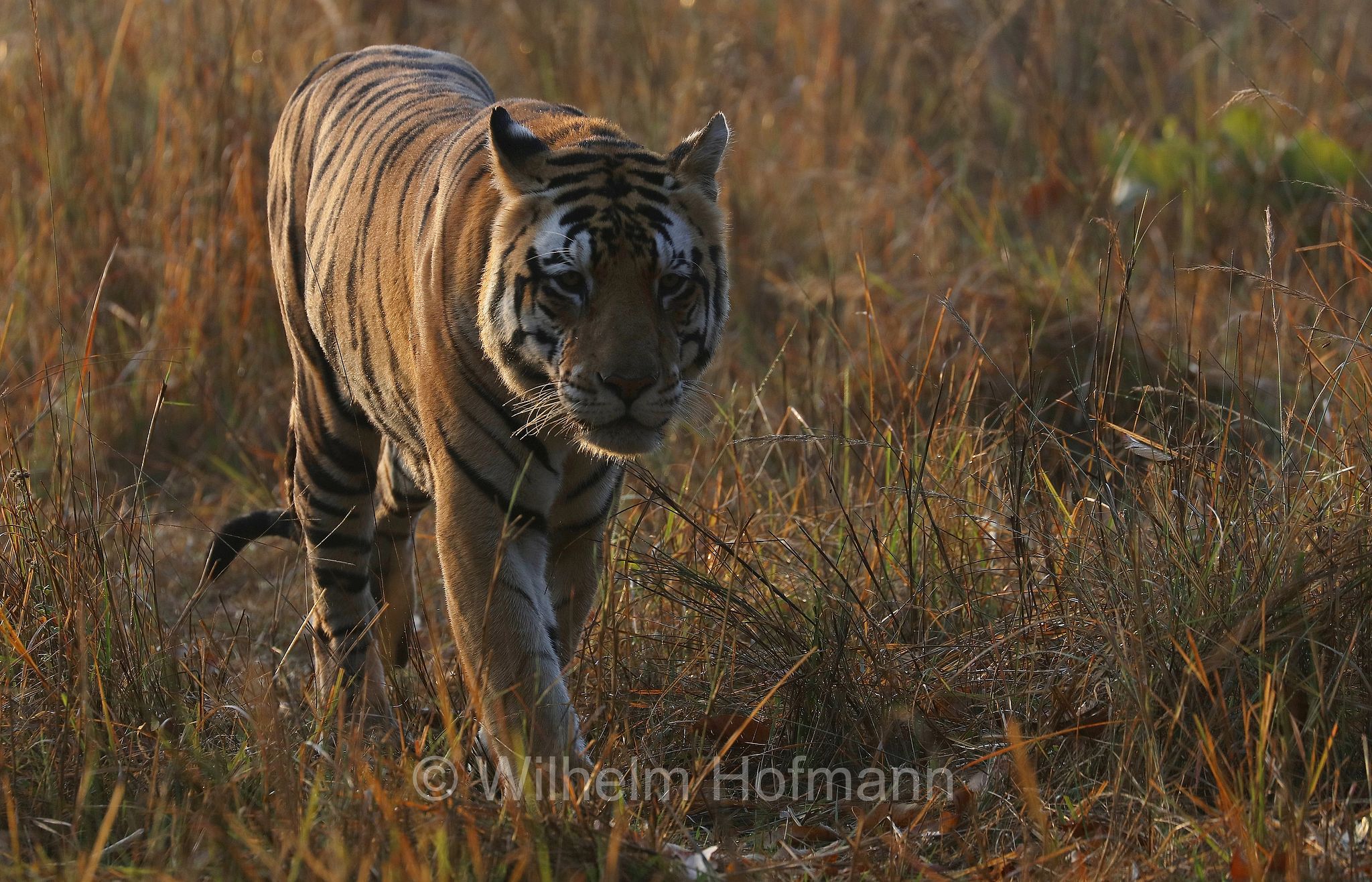 Bengal tiger, Königstiger, Bengal-Tiger, Indischer Tiger, tigre del Bengala, tigre reale del Bengala, Panthera tigris tigris, Kanha National Park, Kanha-Nationalpark, parco nazionale di Kanha, Madhya Pradesh, India, Indien, Kanha Zone