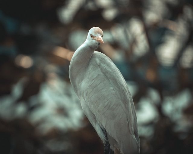 Immagine ravvicinata di un uccello
