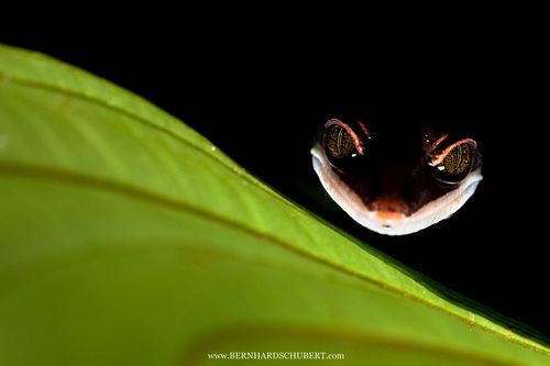 Aeluroscalabotes felinus - Katzengecko