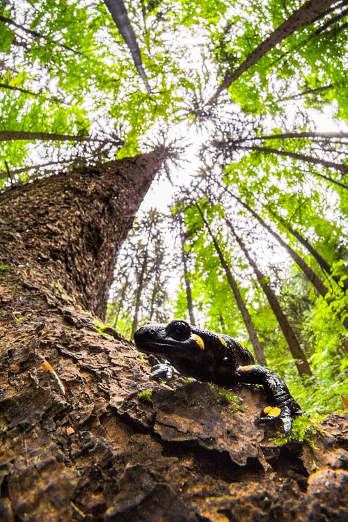 Basking fire salamander