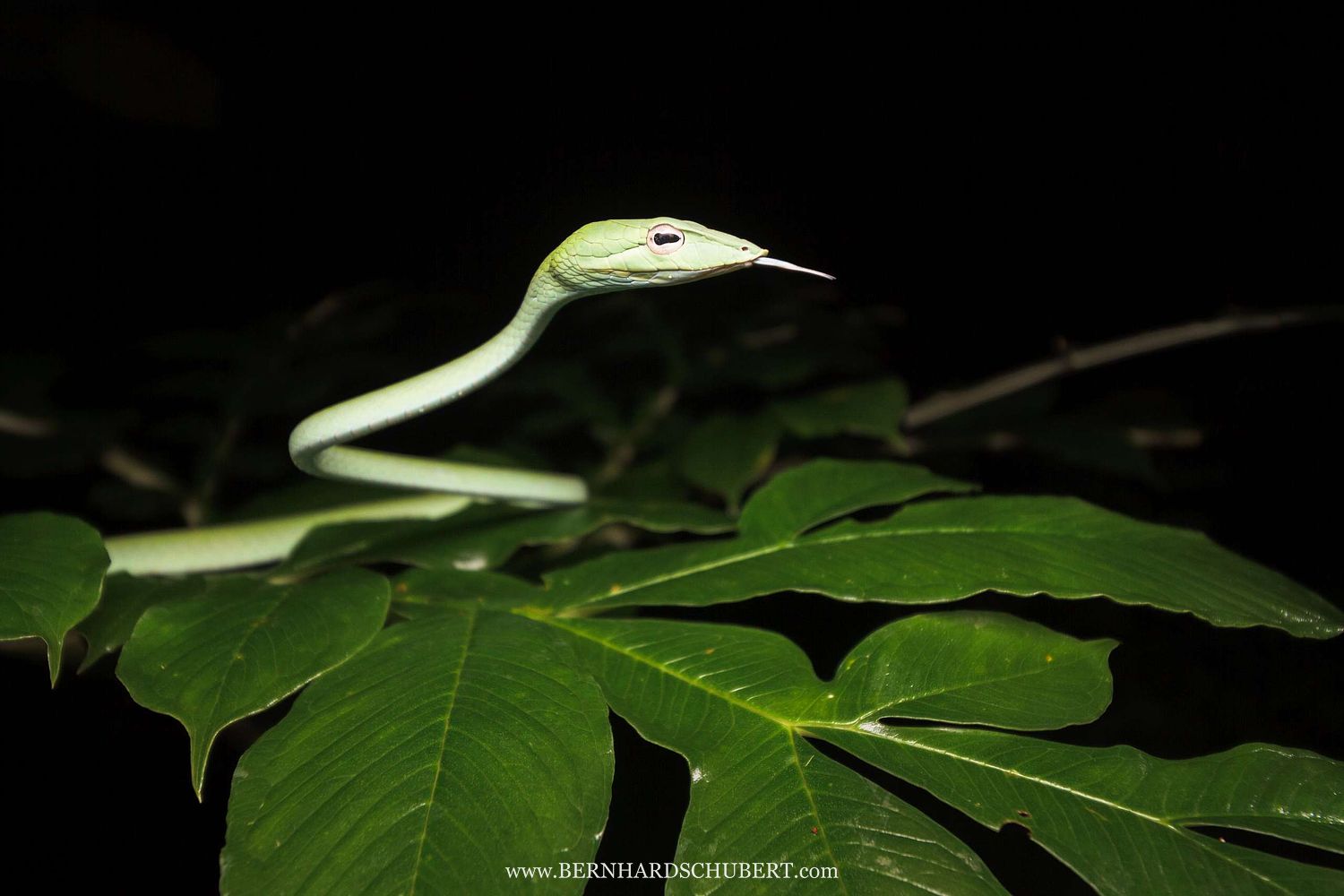 Ahaetulla prasina - Asian vine snake