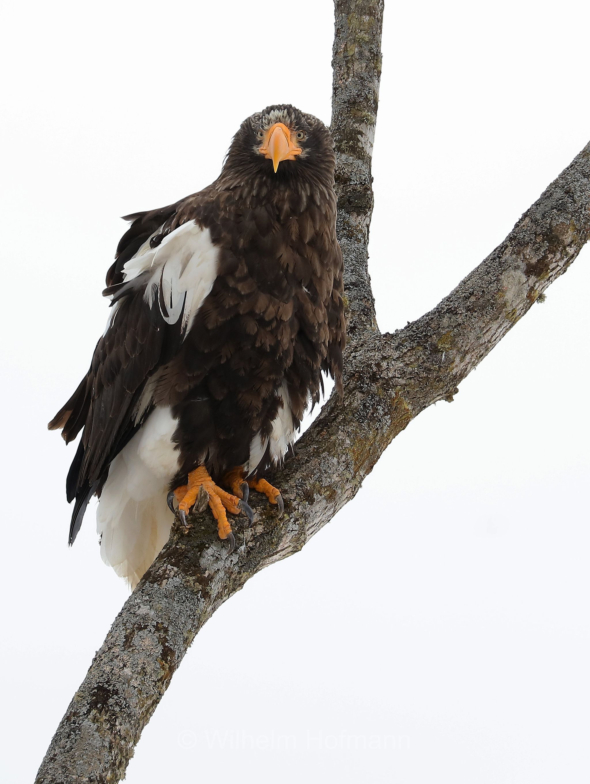 Steller's sea eagle, Pacific sea eagle, white-shouldered eagle, Riesenseeadler, aquila di mare di Steller, Haliaeetus pelagicus, Lake Furen, Fūren-ko, Hokkaidō, Hokkaido, Japan, Giappone
