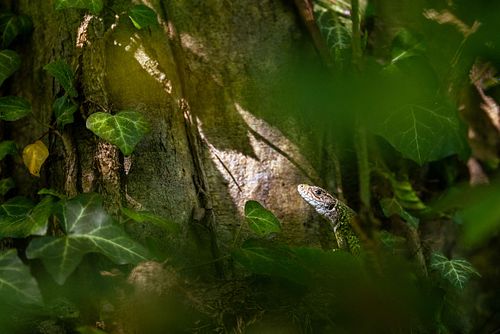 Lacerta viridis – Östliche Smaragdeidechse