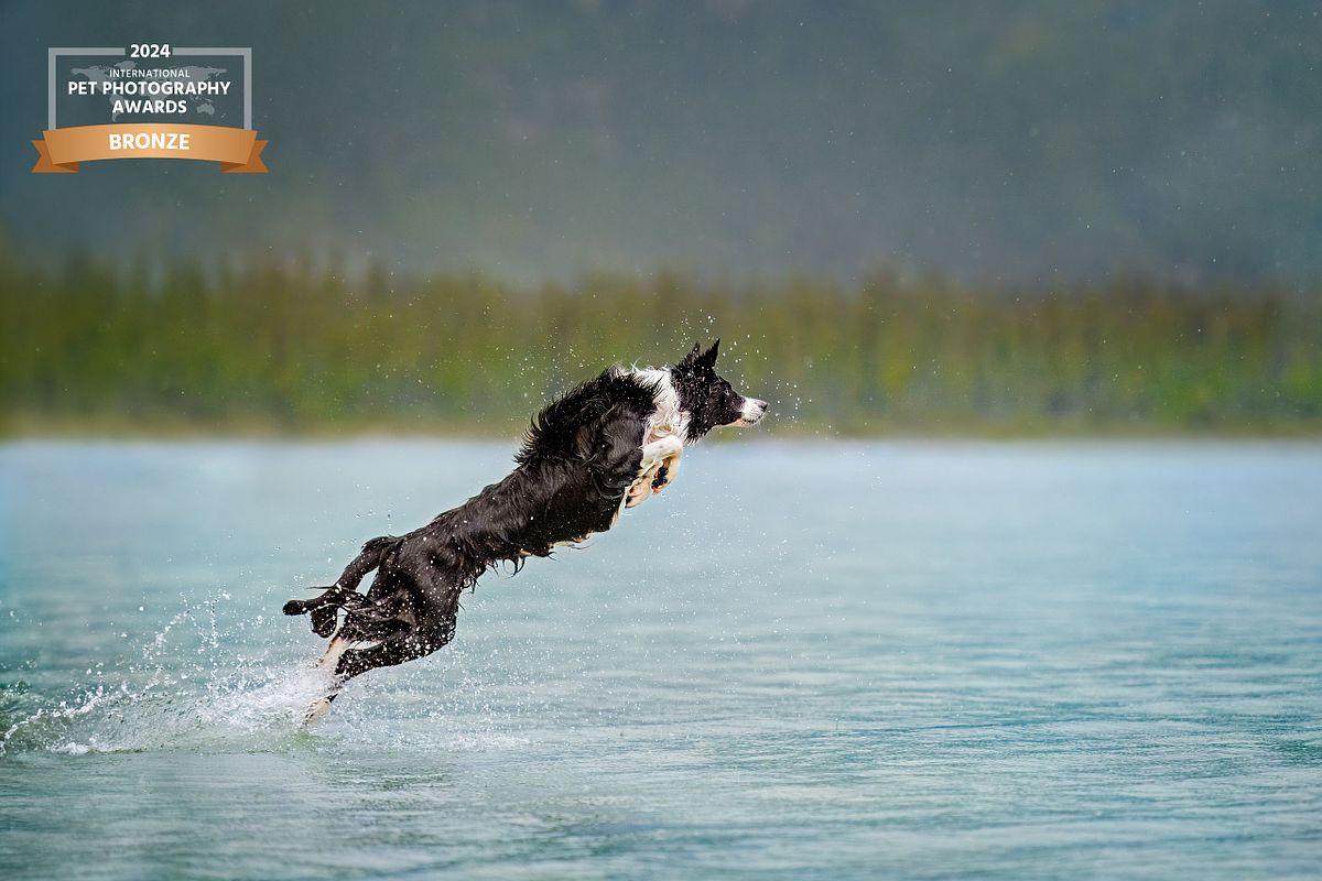 Black and white dog leaping across a lake surface with water spraying, high-speed action pet photography in the Canadian Rockies
