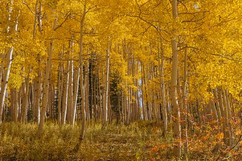 Golden Aspens