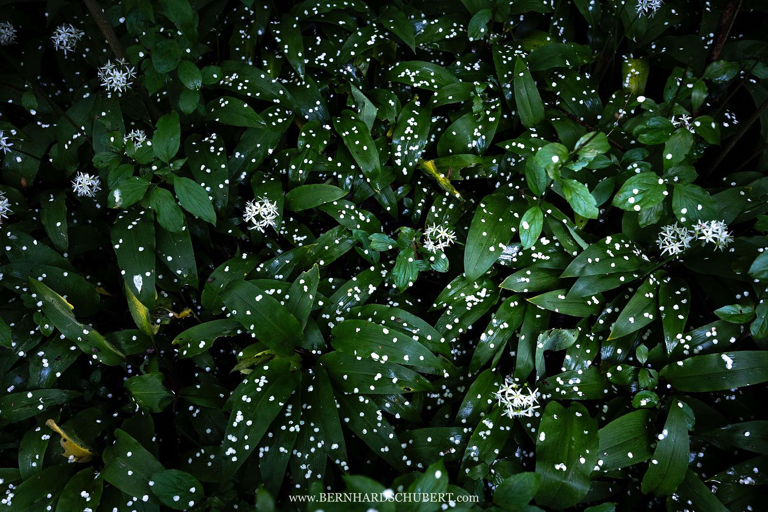 Allium ursinum - Wild garlic