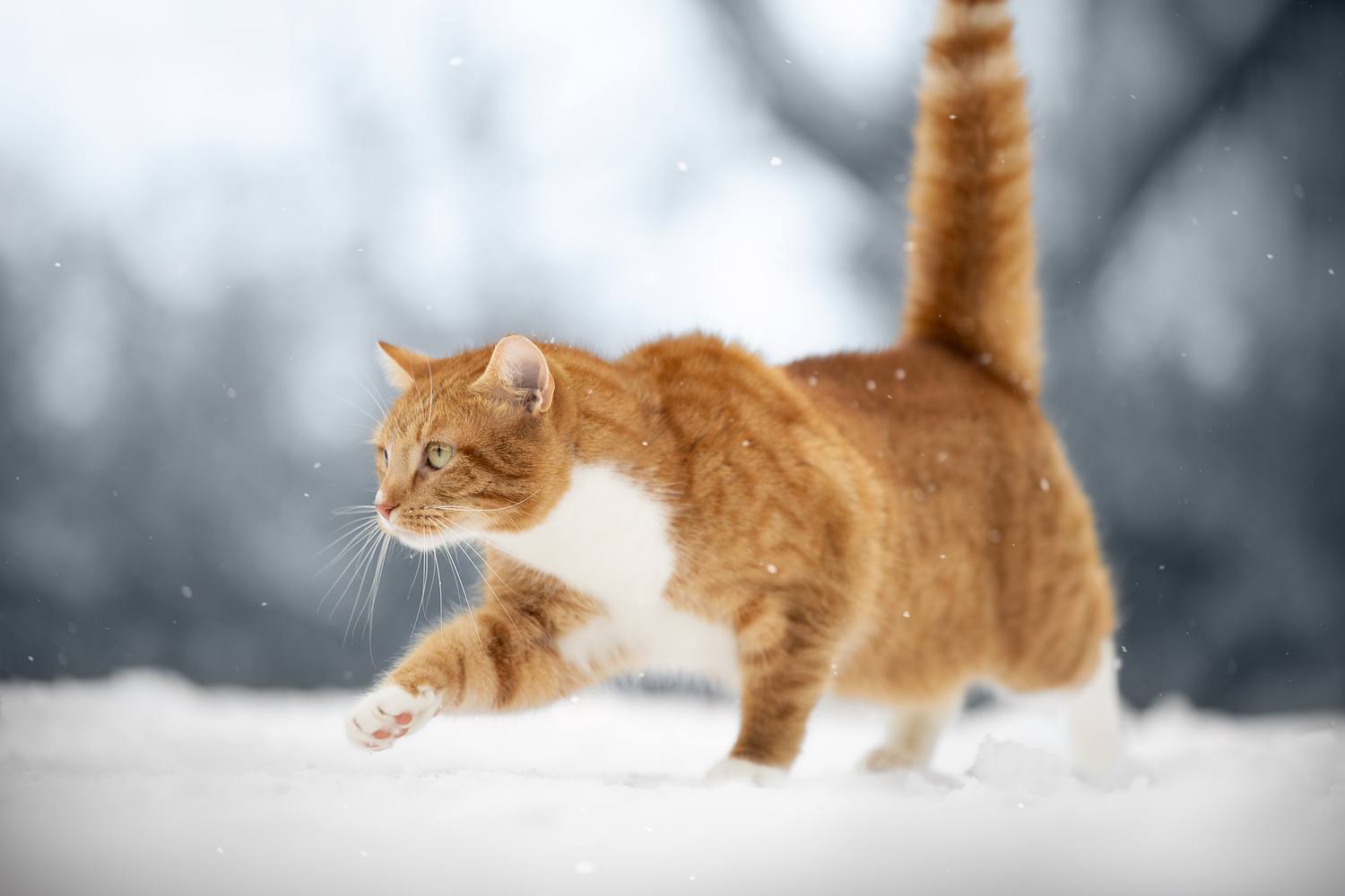 NLS Dierenfotografie