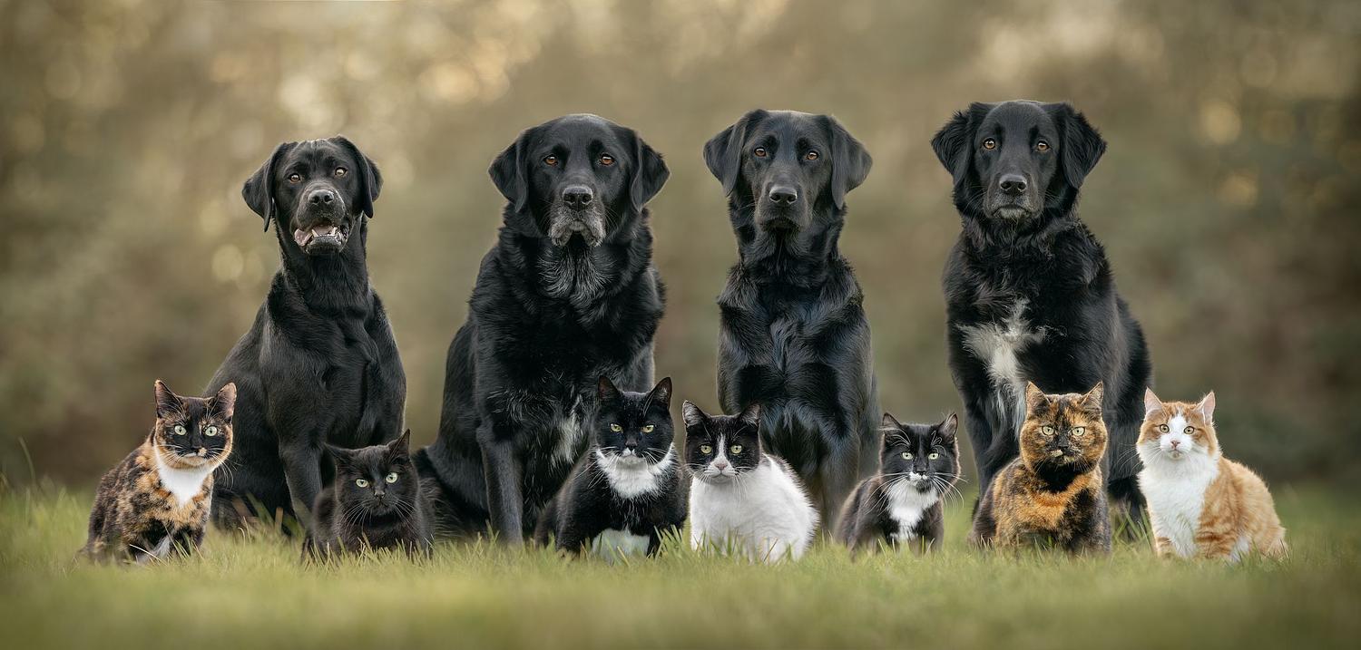 NLS Dierenfotografie