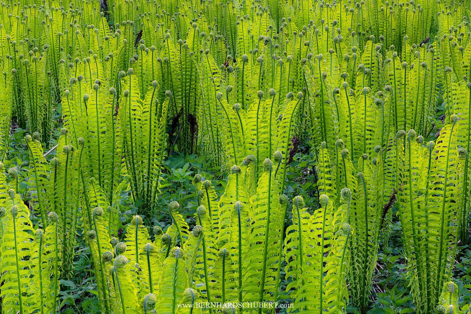 Matteuccia struthiopteris – Straußenfarn