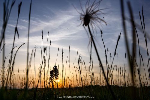 Neotinea ustulata - Brand-Knabenkraut