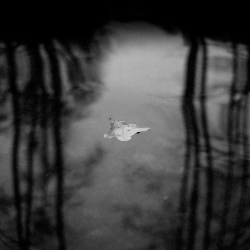 Artystyczna czarno-biała fotografia autorstwa Michała Sumki przedstawiająca samotny liść unoszący się na powierzchni wody, z odbiciami drzew w tle, uchwycone na Polach Mokotowskich w Warszawie.