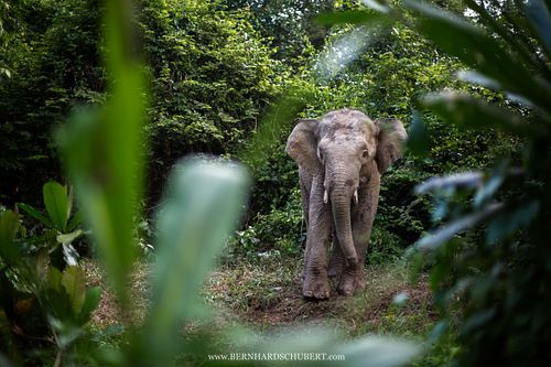 Elephas maximus borneensis – Borneo-Zwergelefant