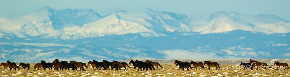 Mountains and Mustangs