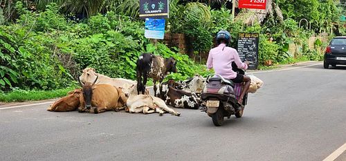 above: The &lsquo;holy cow&rsquo; a homeless, non violent ruler of Indian roads. below: A world weary former fighting bull stands catching the sun in front of an advertisement for a cheap local wine in North Goa.