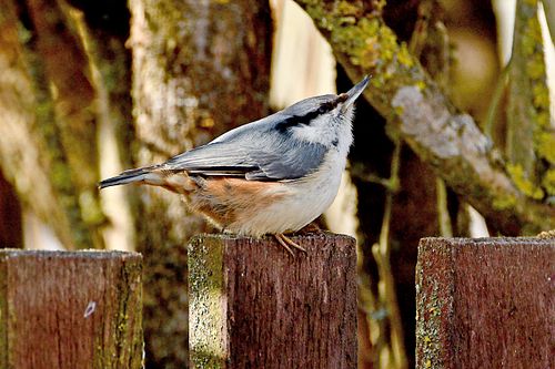 #puukoristaja#blogifotod