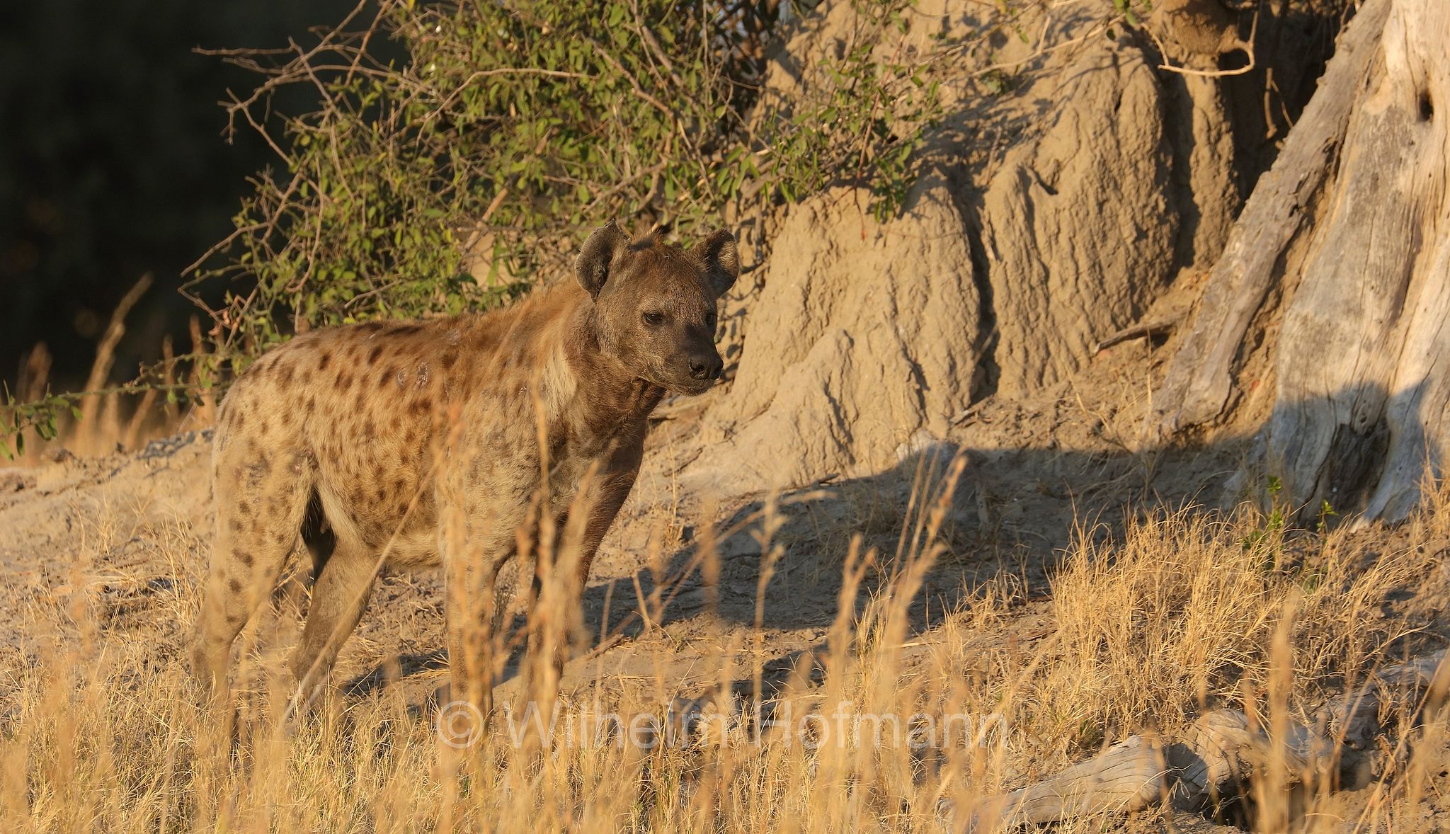 Crocuta crocuta, spotted hyena, laughing hyena, Tüpfelhyäne, Fleckenhyäne, iena macchiata, iena maculata, iena ridens﻿, Moremi Game Reserve, Moremi-Wildreservat, Okavango Delta, Okavango Grassland, Botswana, Republik Botsuana