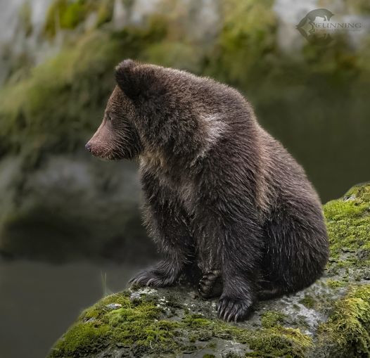 Bears