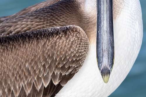 Pelecanus occidentalis – Braunpelikan