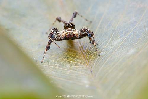 Portia sp. - Dandy spider