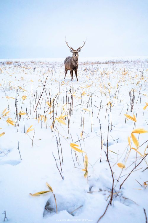 Cervus nippon yesoensis - Yezo sika deer