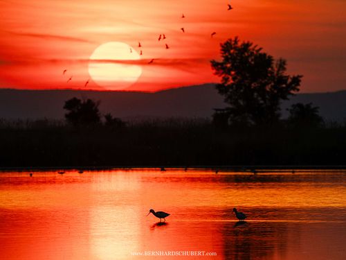 Recurvirostra avosetta - Pied Avocet