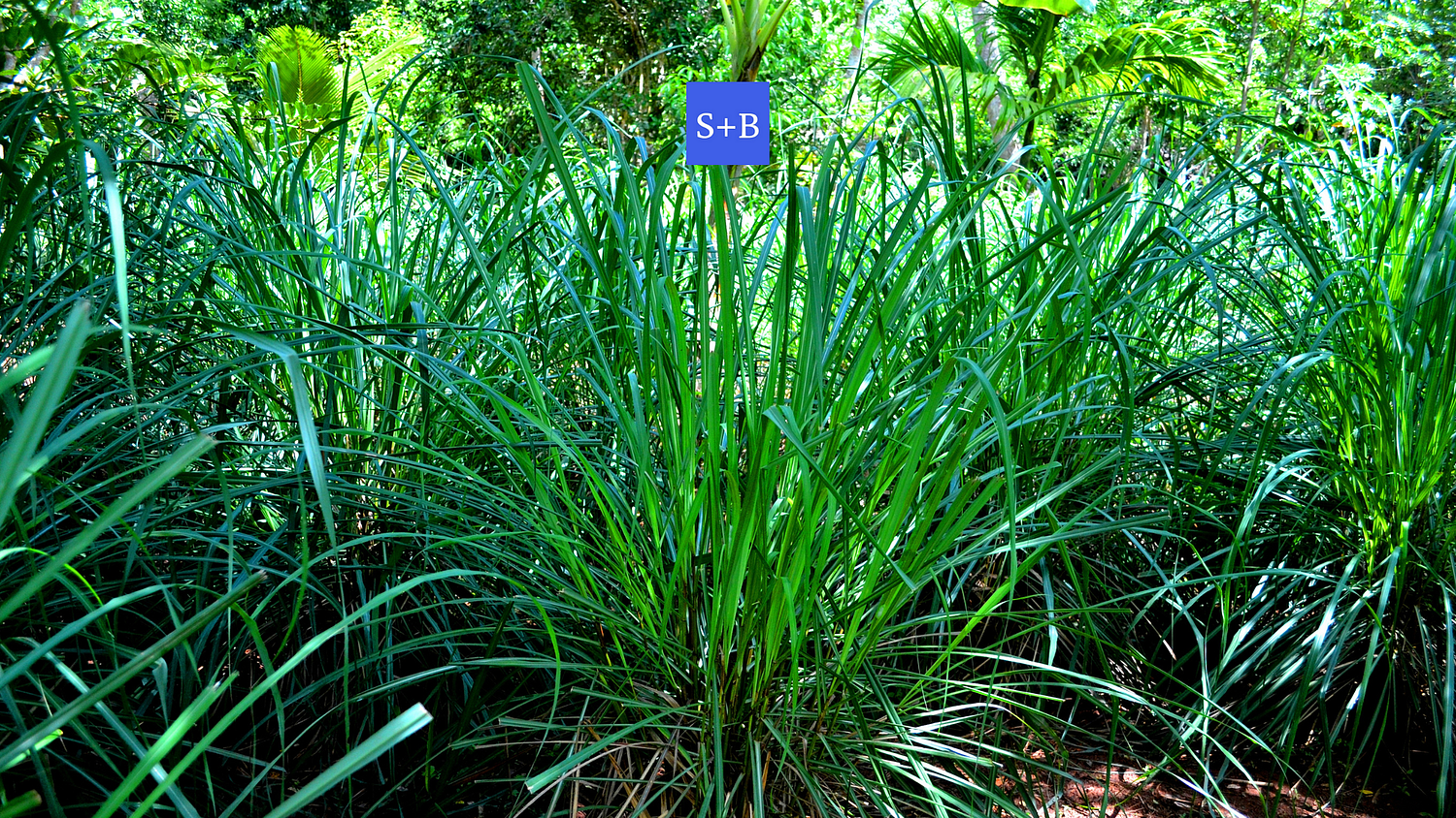 Scrubbles and Bubbles