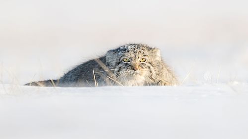 Pallas's cat, Manul, Mongolian Steppe