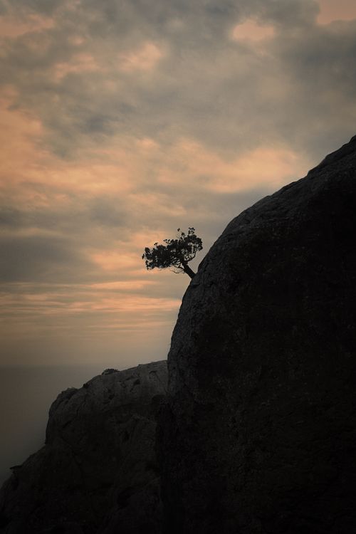 #crimea #ukraine #rock #tree #sea #black sea #sky