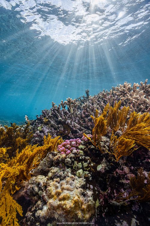 Pachyrhynchia cuppressina – Zypressen Nesselfarn und andere Korallen