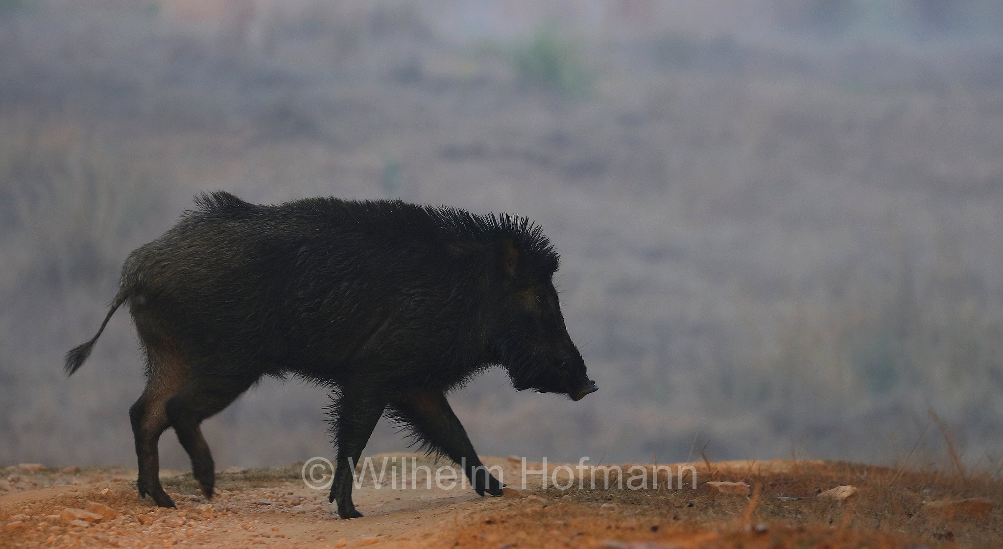 Indian boar, Moupin pig, Indisches Wildschwein, cinghiale indiano, Sus scrofa cristatus, Kanha National Park, Kanha-Nationalpark, parco nazionale di Kanha, Madhya Pradesh, India, Indien