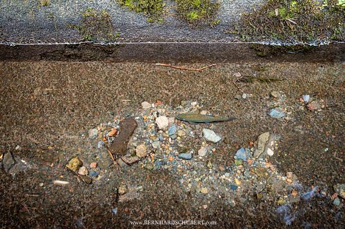 Oncorhynchus mykiss - Regenbogenforelle