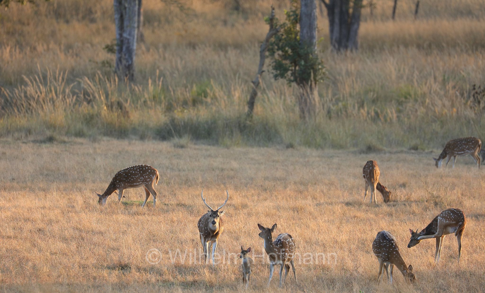 chital, spotted deer, axis deer, Axishirsch, cervo pomellato, Axis axis, Kanha National Park, Kanha-Nationalpark, parco nazionale di Kanha, Madhya Pradesh, India, Indien