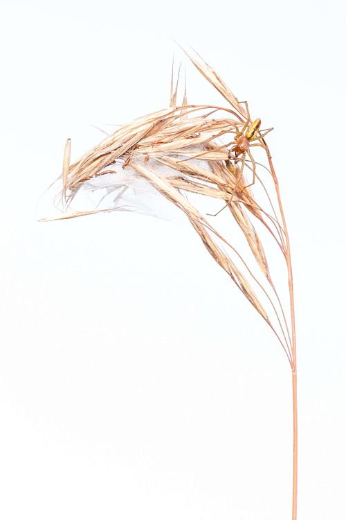 Cheiracanthium erraticum - Two-clawed hunting spider