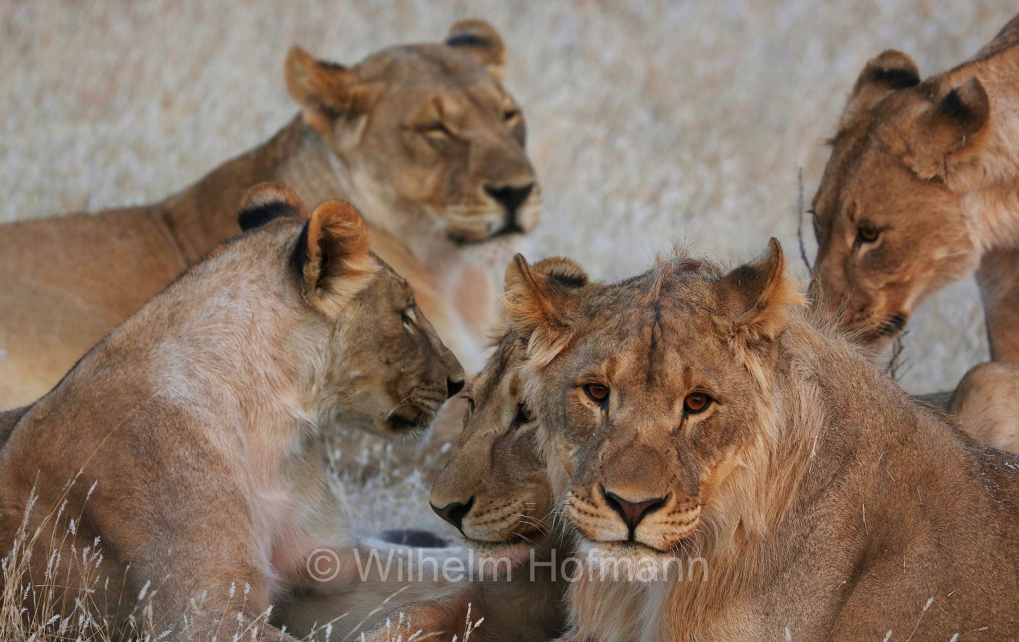 Lion, Löwe, leone, panthera leo melanochaita, Etosha-Nationalpark, Etosha National Park, parco nazionale d'Etosha, Namibia