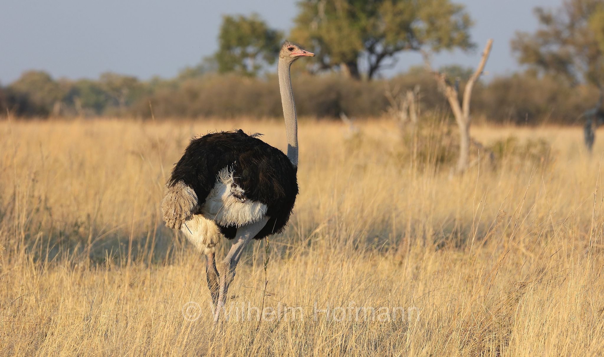 South African ostrich, black-necked ostrich, Cape ostrich, southern ostrich, Südafrikanischer Strauß, struzzo sudafricano, struzzo dal collo nero, struzzo del Capo, struzzo australe, Struthio camelus australis, ﻿Moremi Game Reserve, Moremi-Wildreservat, Okavango Delta, Okavango Grassland, Botswana, Republik Botsuana