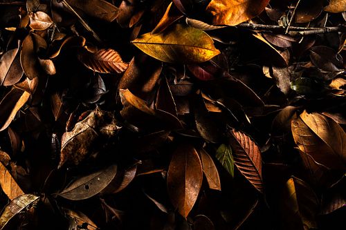 Pelobatrachus nasutus Syn. Megophrys nasuta - Zipfelkrötenfrosch