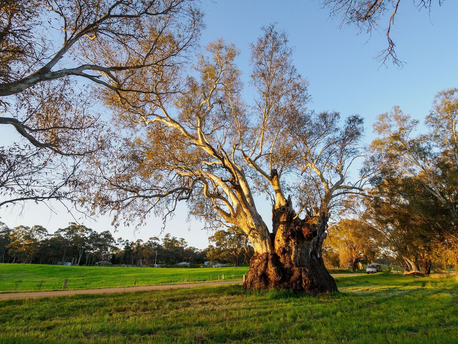 Tree Life | Gordon at Wild with Wonder