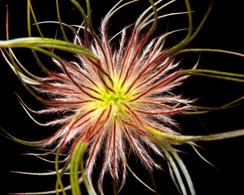 Pulsatilla grandis - Große Kuhschelle