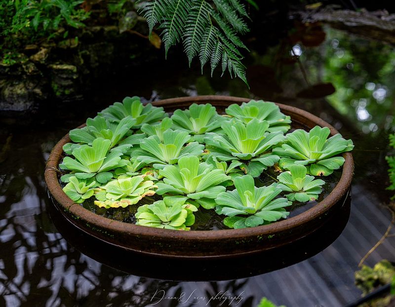 Royal Park Rajapruek &ndash; One of Those Places You Just Keep Shooting